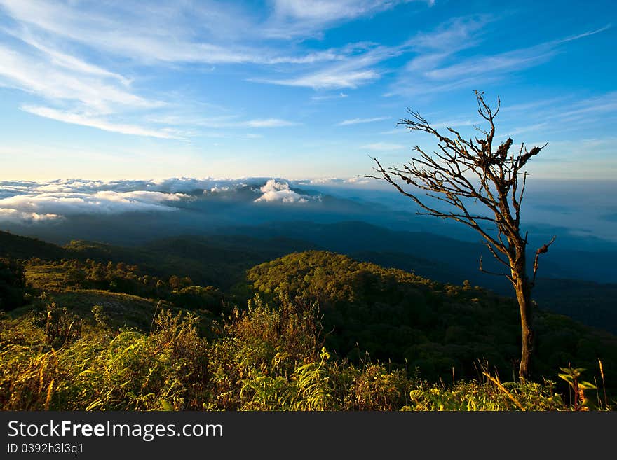 Trees on the hills,Landscape,Cloudscape