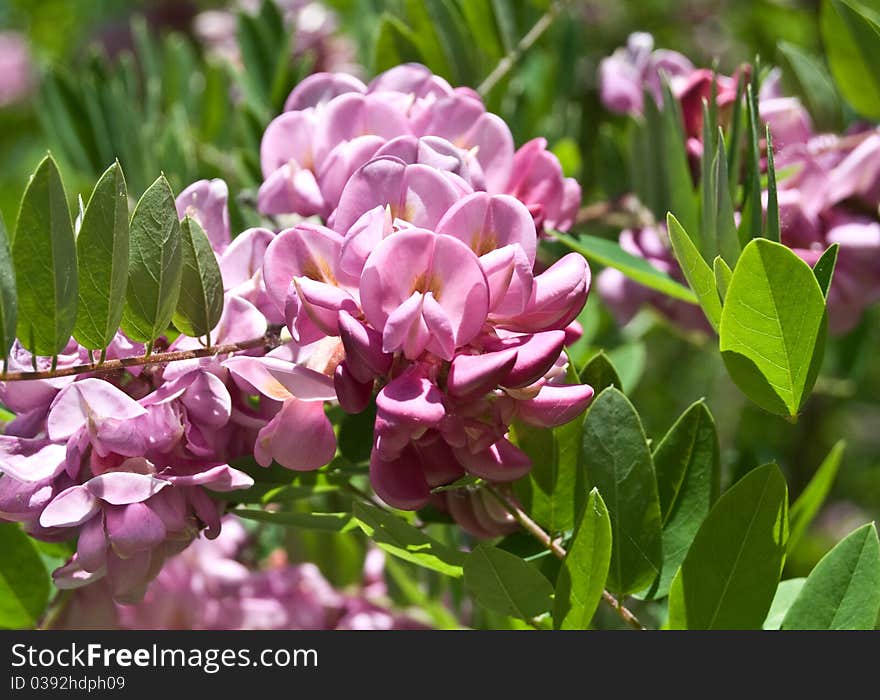 This is one of the varieties of lilacs. Grows as a tree. This is one of the varieties of lilacs. Grows as a tree.