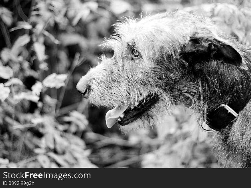 A black-and-white portrait of irish wolfhound in a summer park