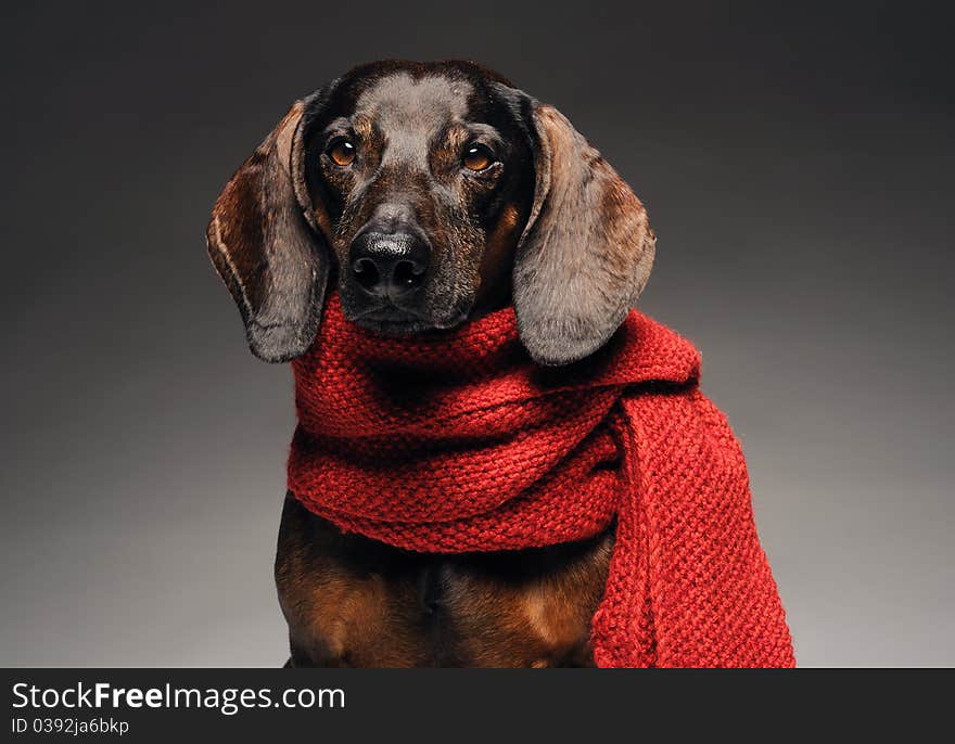 Close-up portrait of cute black and brown dachshund with red scarf