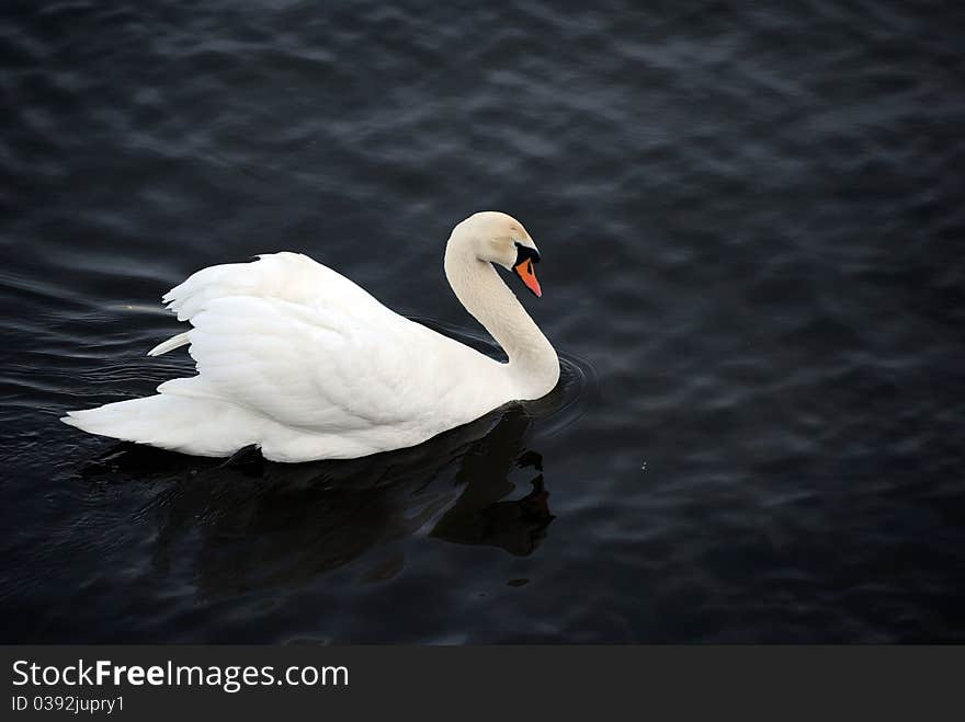 A beautiful swan on the black background!