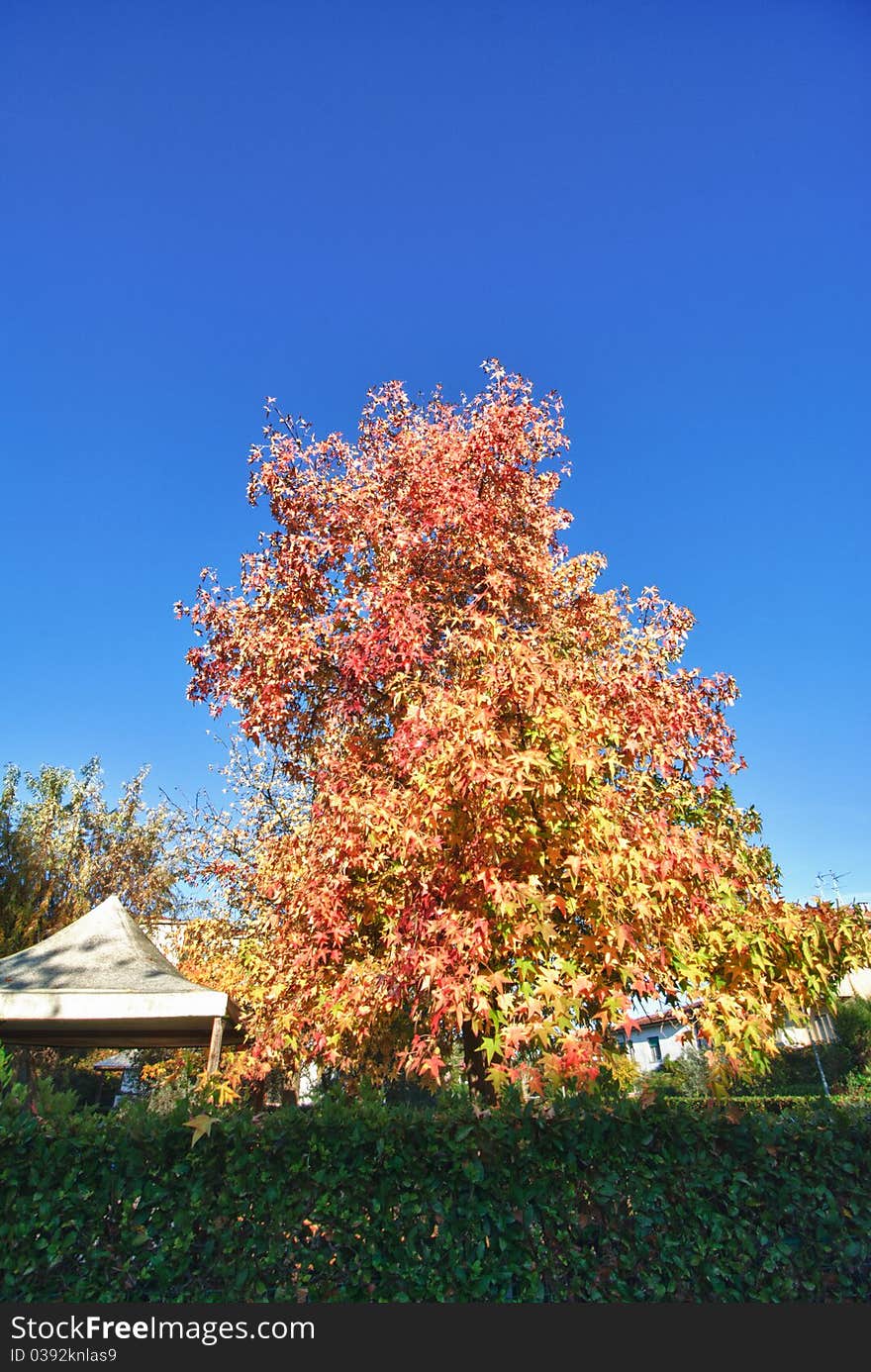 Colors of Fall in Tuscany, Italy. Colors of Fall in Tuscany, Italy