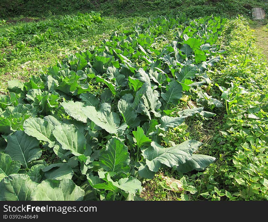 View of plantation of cabbage vegetables that is ready for harvest in a farm in Taiwan. View of plantation of cabbage vegetables that is ready for harvest in a farm in Taiwan.