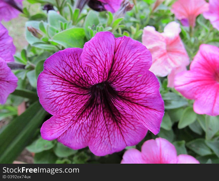 Vivid Purple Flower