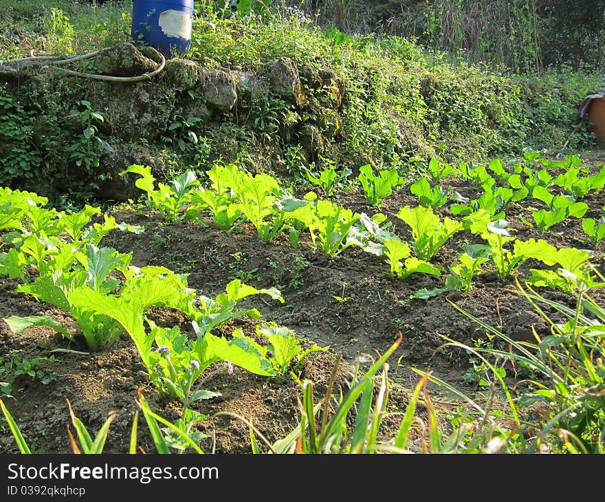 View of plantation of cabbage vegetables that is ready for harvest in a farm in Taiwan. View of plantation of cabbage vegetables that is ready for harvest in a farm in Taiwan.