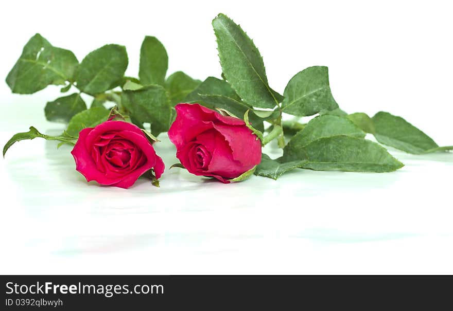 Red roses to those we love and we want them to love us too. Red roses to those we love and we want them to love us too.