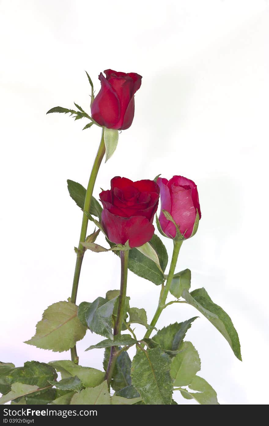 Red roses to those we love and we want them to love us too.