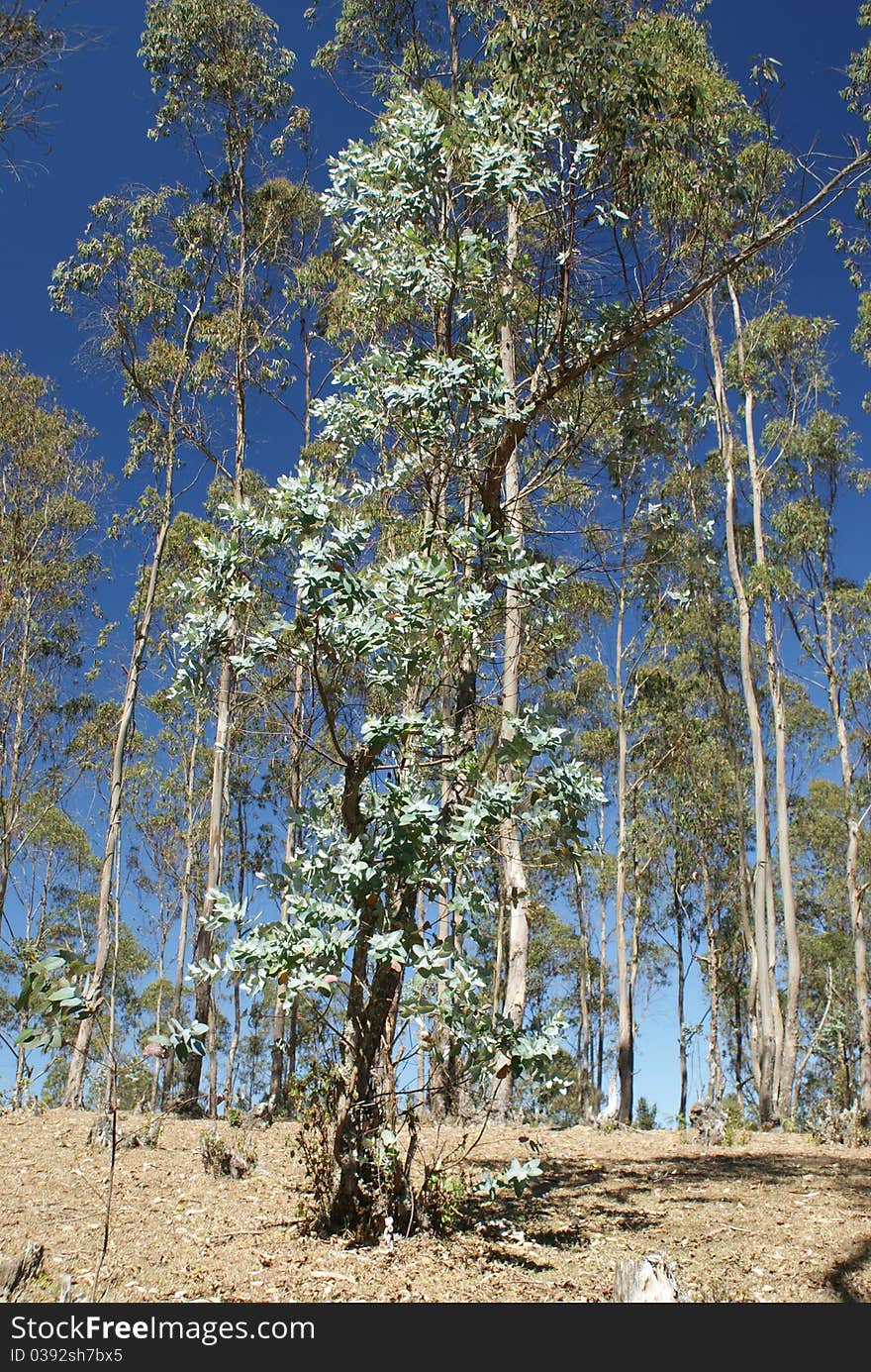 Eucalyptus Trees