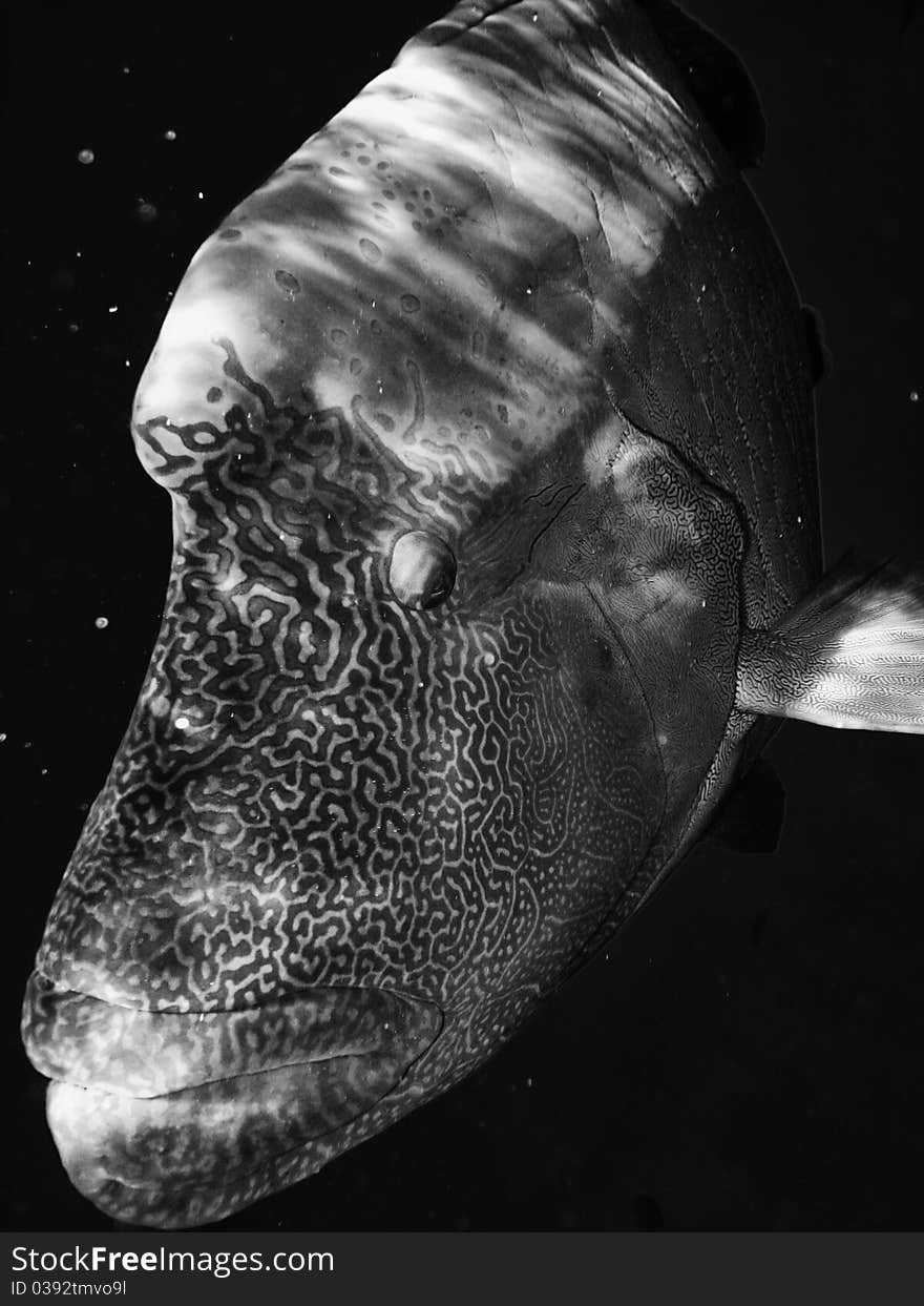 Humphead Maori Wrasse Face on the Great Barrier Reef, Queensland, Australia. Humphead Maori Wrasse Face on the Great Barrier Reef, Queensland, Australia