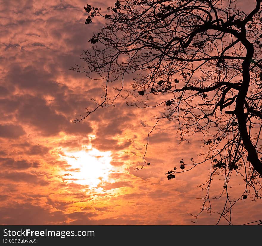 After sunset sky orange trees, the evening atmosphere. After sunset sky orange trees, the evening atmosphere