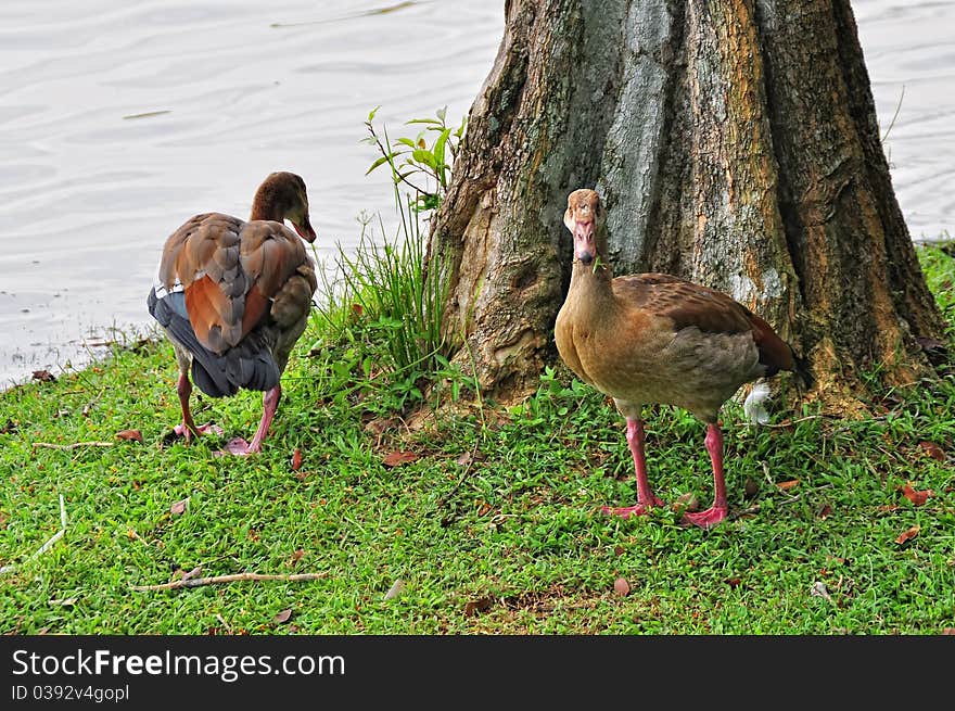 Photo of wild ducks at Putrajaya Wetland Malaysia