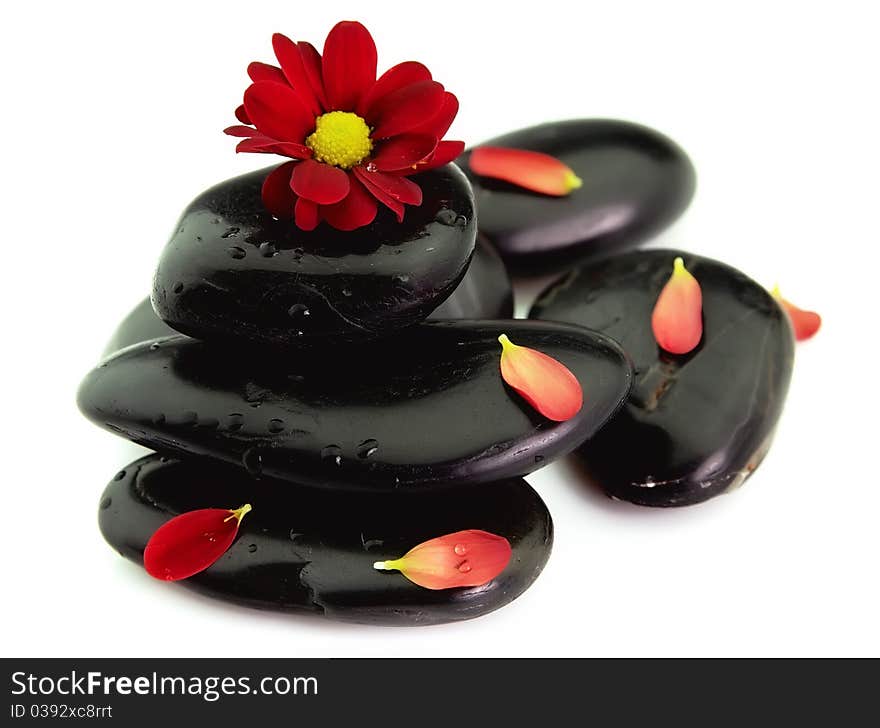 Chrysanthemum petals on stones in water droplets