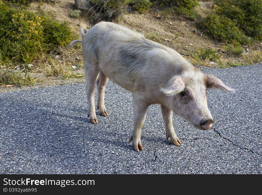 Pig on a Street of Corsica