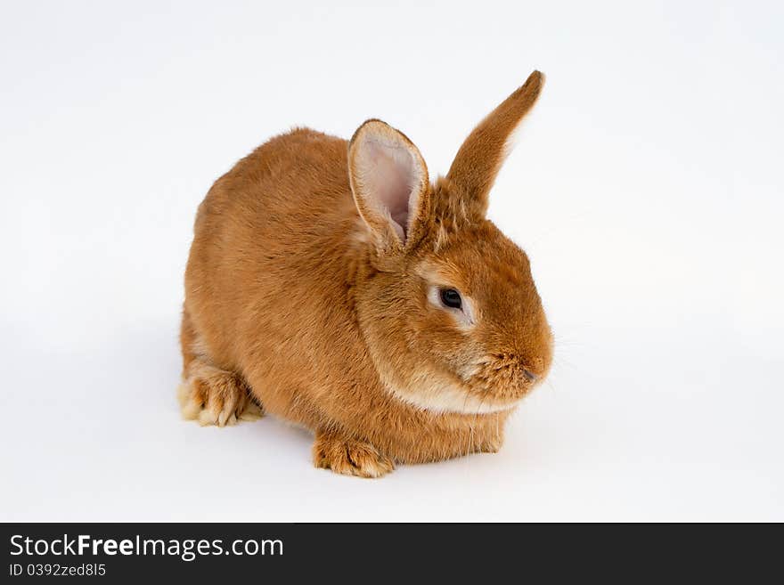 Redhair pet rabbit sitting on white background. Redhair pet rabbit sitting on white background