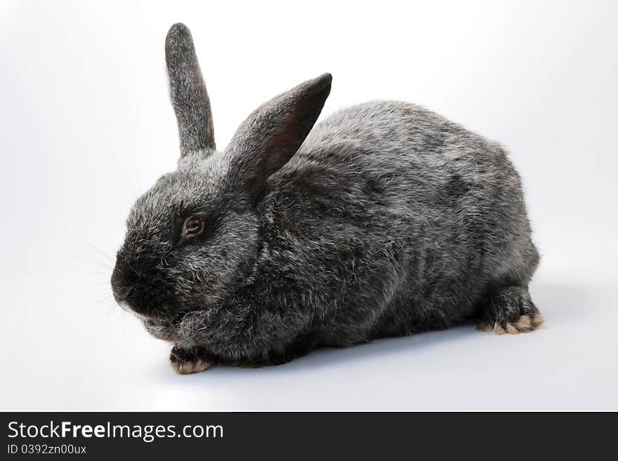 Gray pet rabbit sitting on white background. Gray pet rabbit sitting on white background