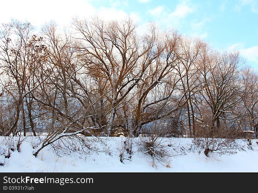 Bare trees in the winter with snow on ground. Bare trees in the winter with snow on ground