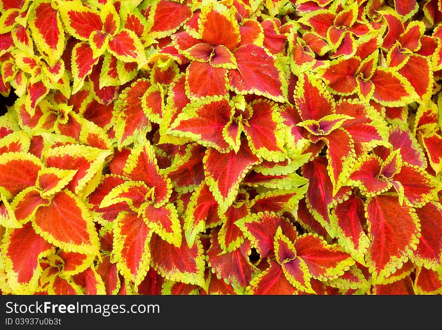 Red leaves and flower background. Red leaves and flower background