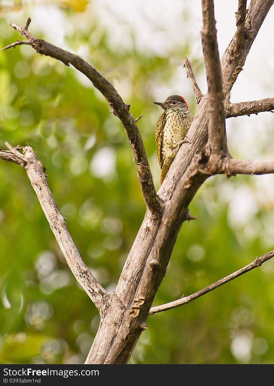 The Fine-spotted Woodpecker (Campethera punctuligera) favors dead trees while looking for hidden insects under the bark.