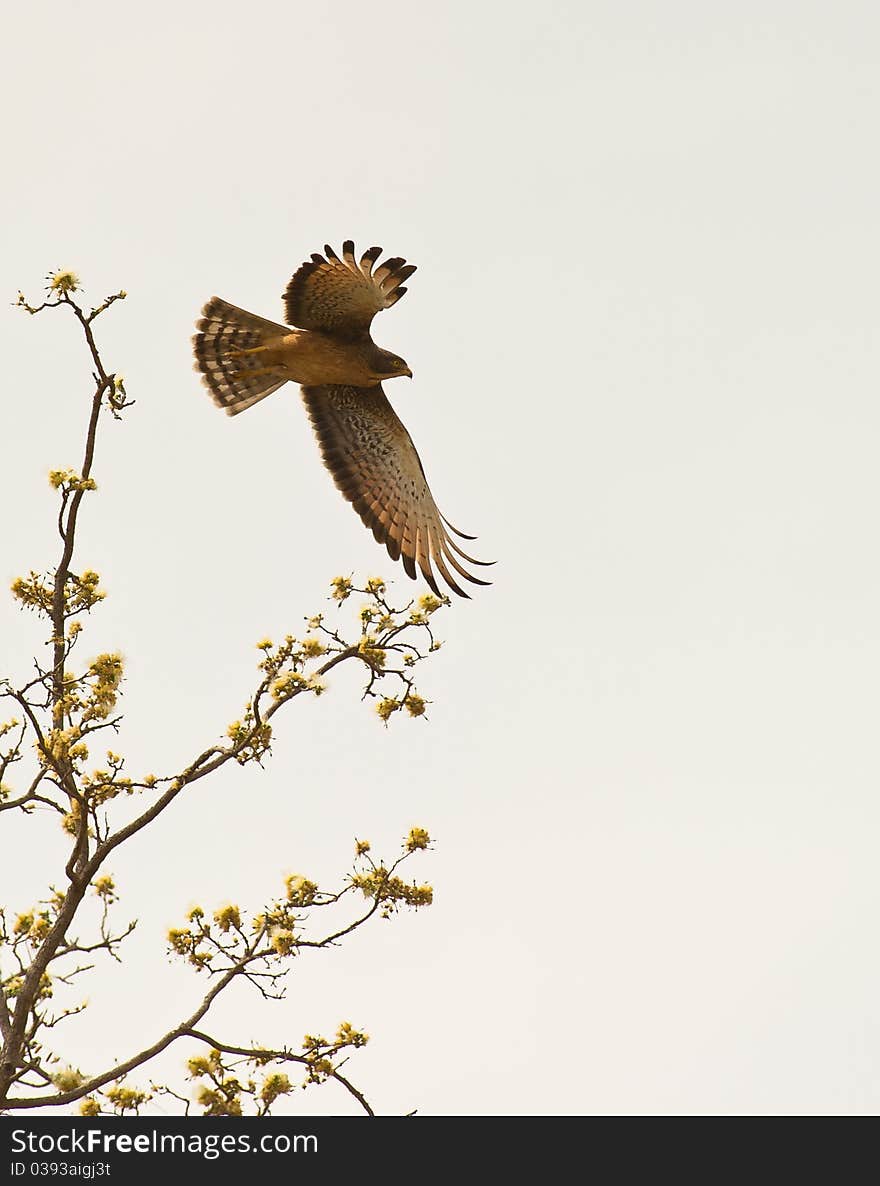 A Grasshopper Buzzard Taking Off