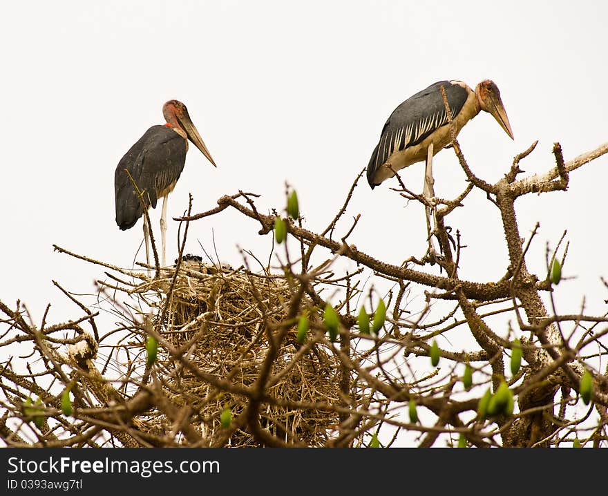 A couple of Marabou Storks (Leptoptilos crumeniferus) take care of the chicken at their huge nest on top of a tree. A couple of Marabou Storks (Leptoptilos crumeniferus) take care of the chicken at their huge nest on top of a tree.