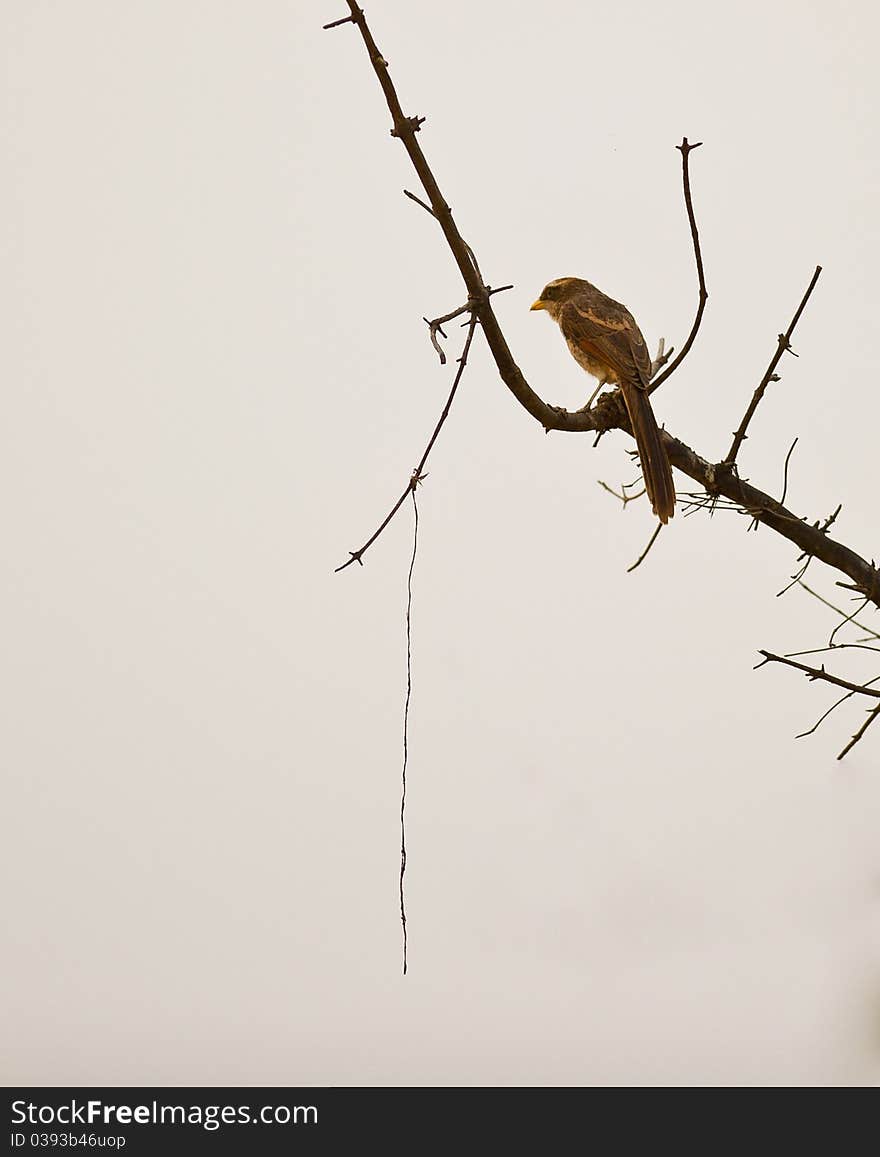 A lonely Yellow-billed Shrike