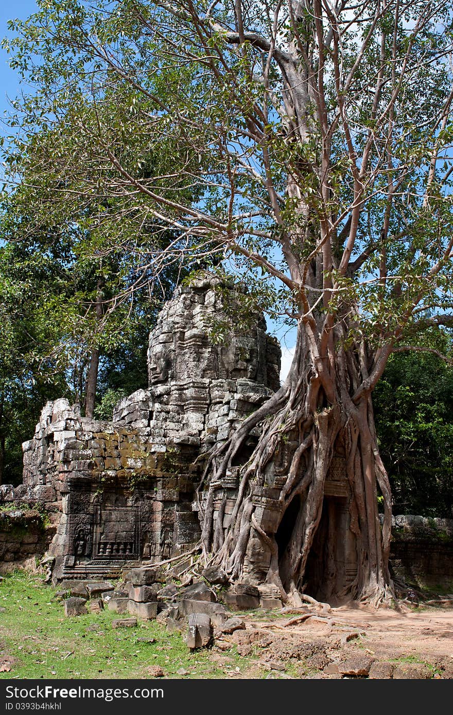 Tree On Angkor Ruins