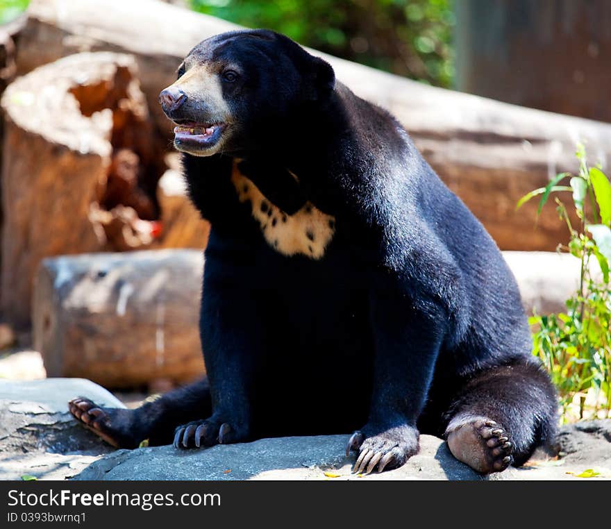 Black Bear Sitting in Thailand