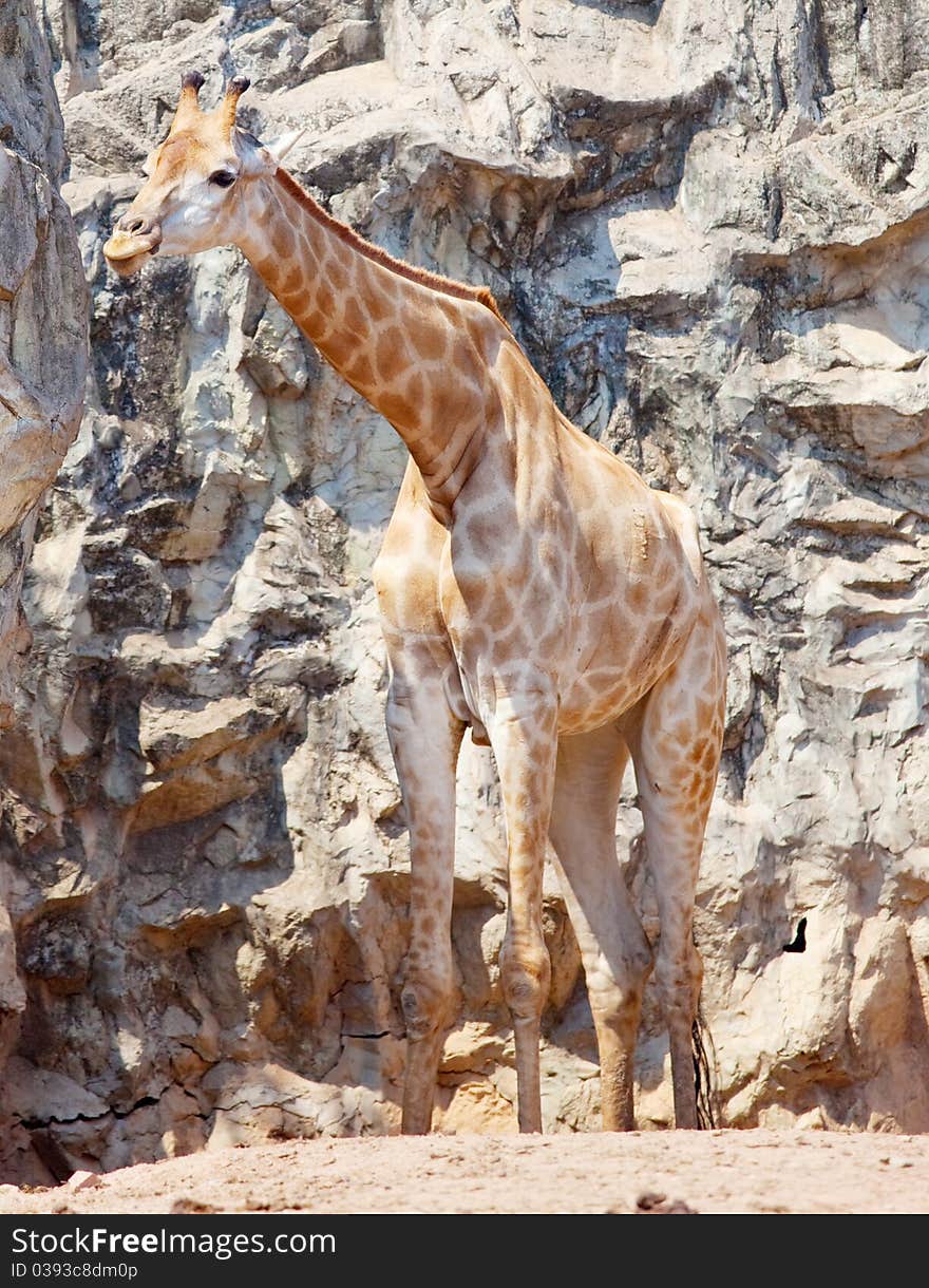 Giraffe in stone mountain Africa