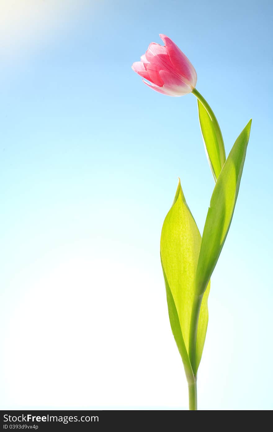 Tulips flowers on blue sky and sun