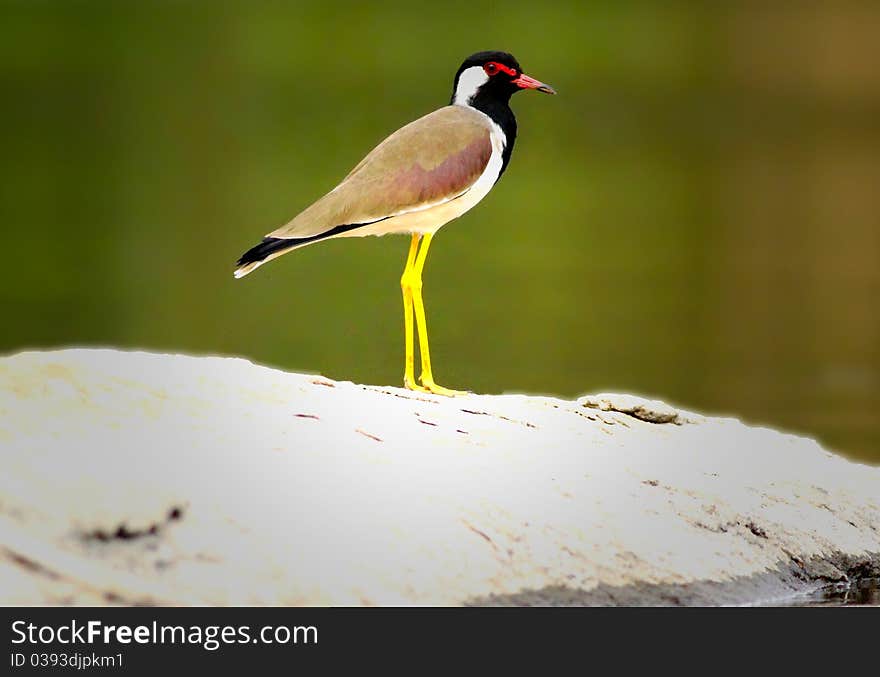 Red Wattled Lapwing