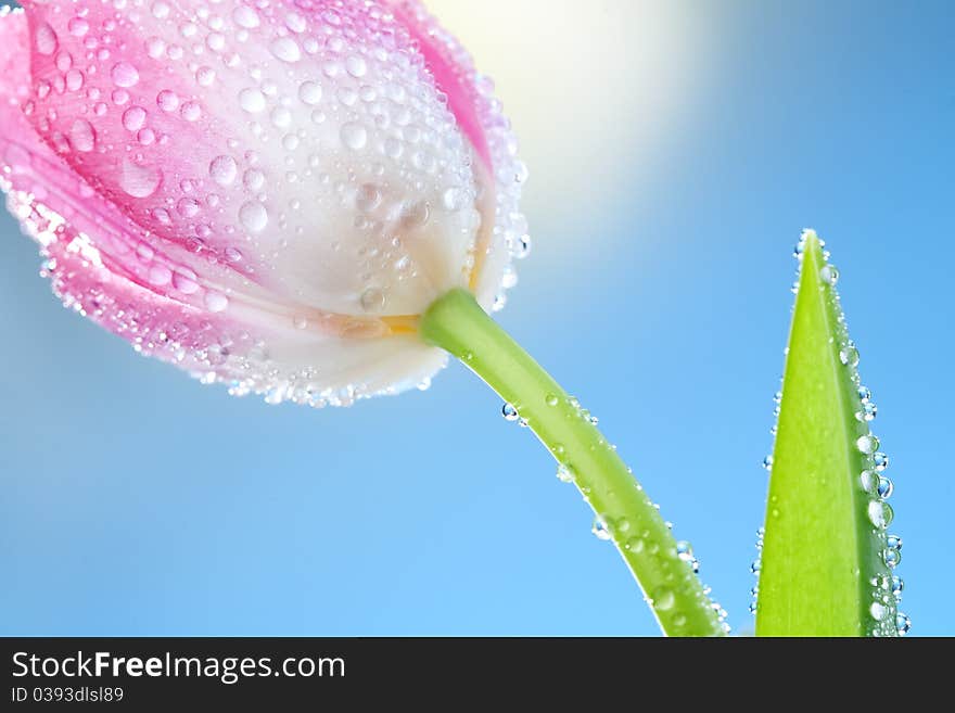 Tulips flowers