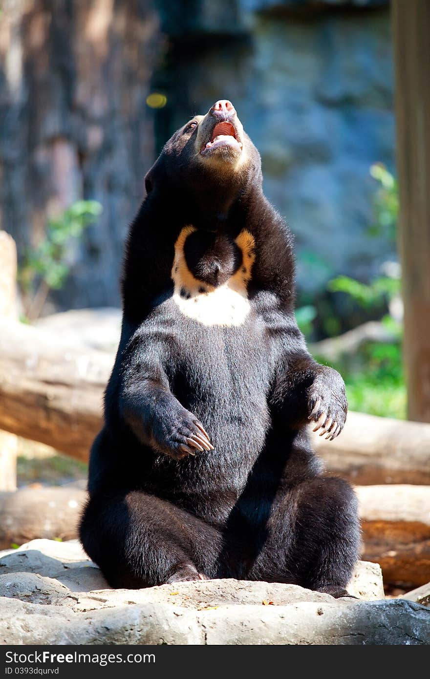 Black Bear Standing in Thailand