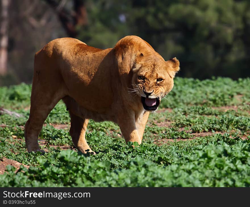 Angry lioness