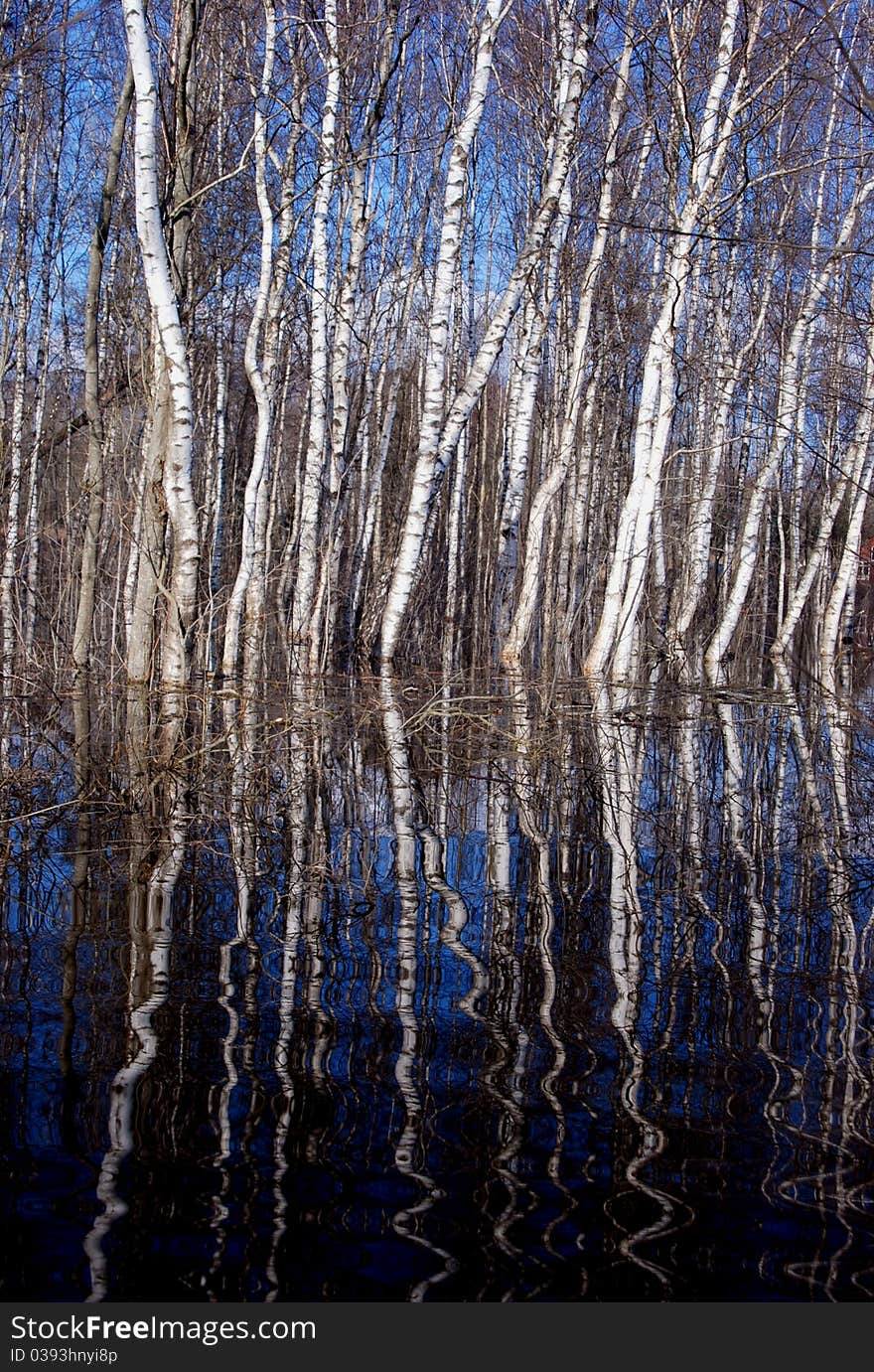 Spring Birches