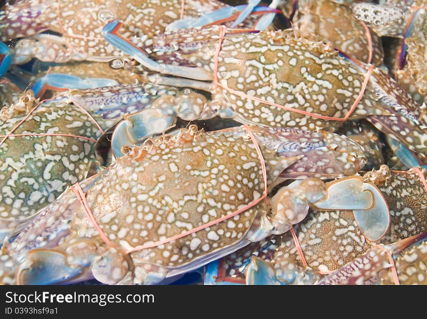 Live horsecrab in the water