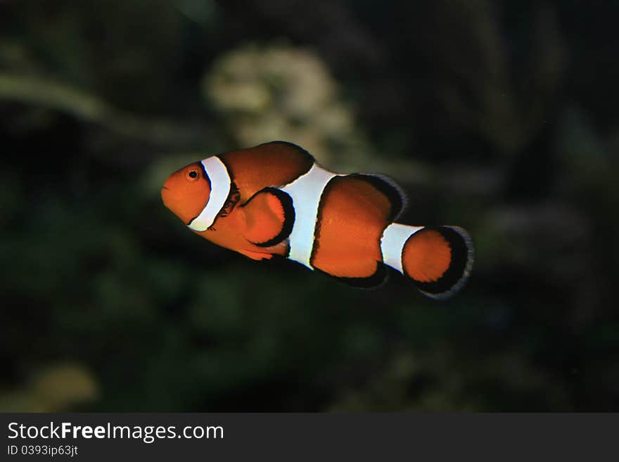 Small orange,white and black fish