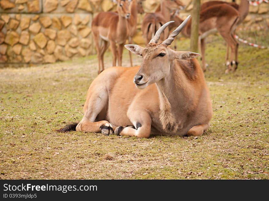 A ox on the grass