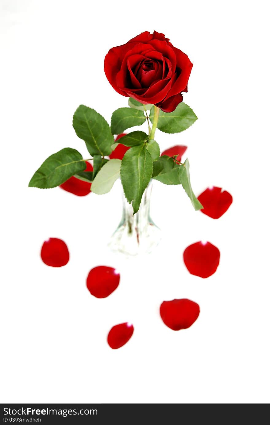 Several Red Roses Isolated on white background. Several Red Roses Isolated on white background