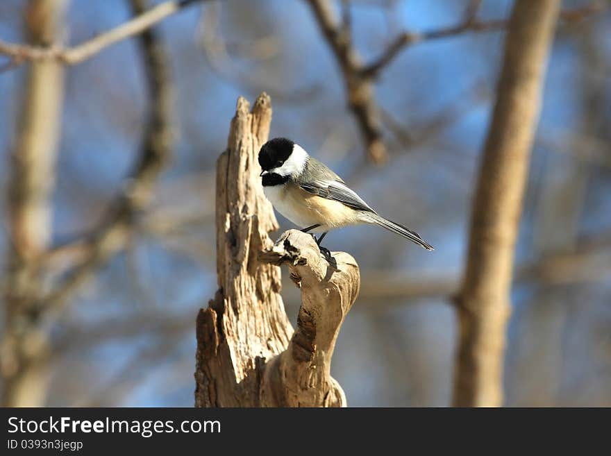 Black-capped Chickadee