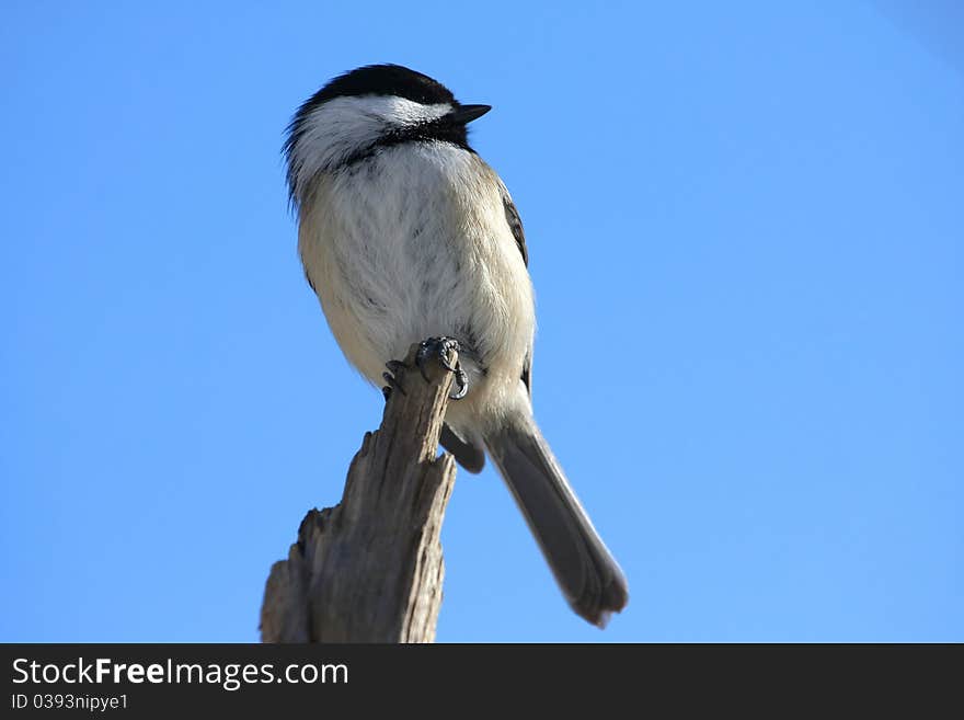 Black-capped chickadee Poecile atricapillus view from underside