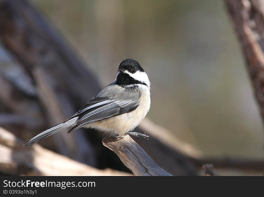 Black-capped chickadee Poecile atricapillus close-up on small stump