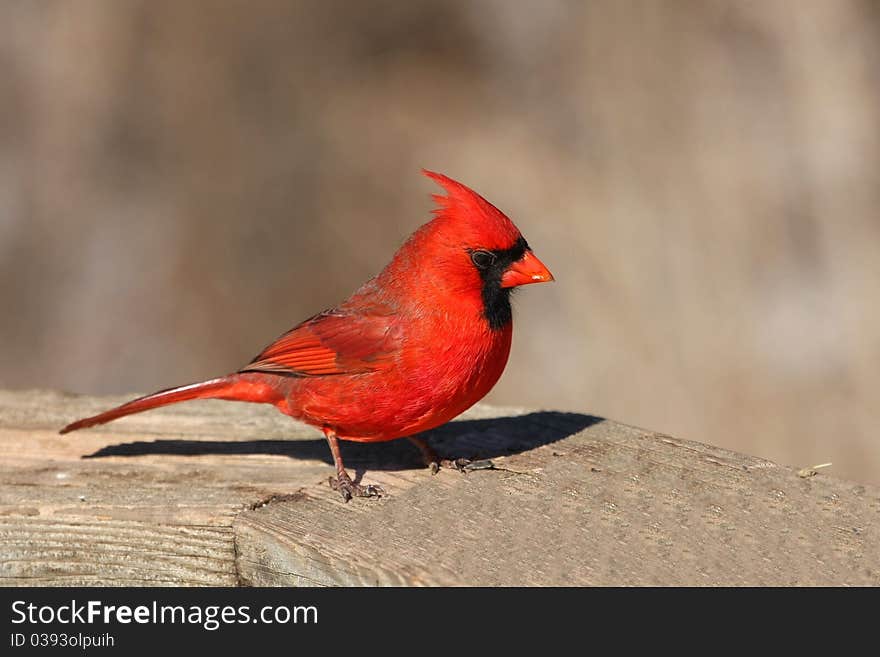 Cardinal Cardinalidae male in morning sun on wooden rail. Cardinal Cardinalidae male in morning sun on wooden rail