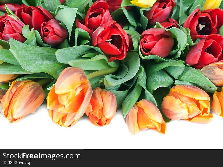 Bouquet from spring tulips on a white background