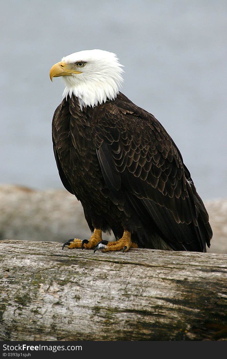 Bald Eagle On A Log