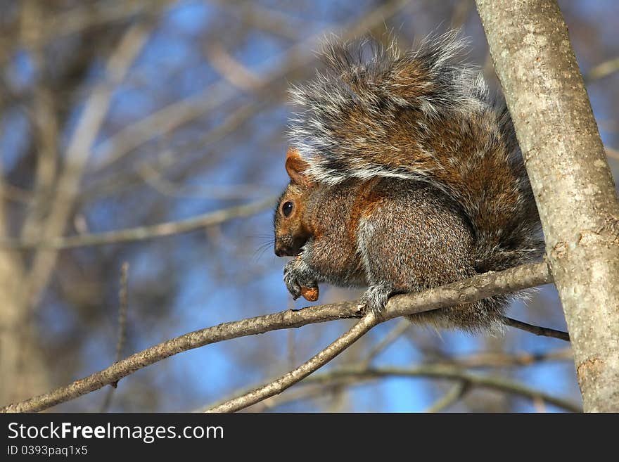 Gray squirrel Sciurus carolinensis sitting in sun on branch feeding