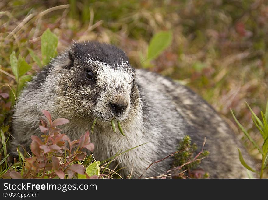 This Hoary Marmot was having a light lunch at Independence Mine, a relic of an old Alaskan Gold Mine, located on Hatcher's Pass, Alaska. This Hoary Marmot was having a light lunch at Independence Mine, a relic of an old Alaskan Gold Mine, located on Hatcher's Pass, Alaska.