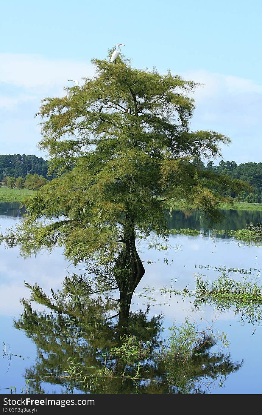 Cypress tree and reflection