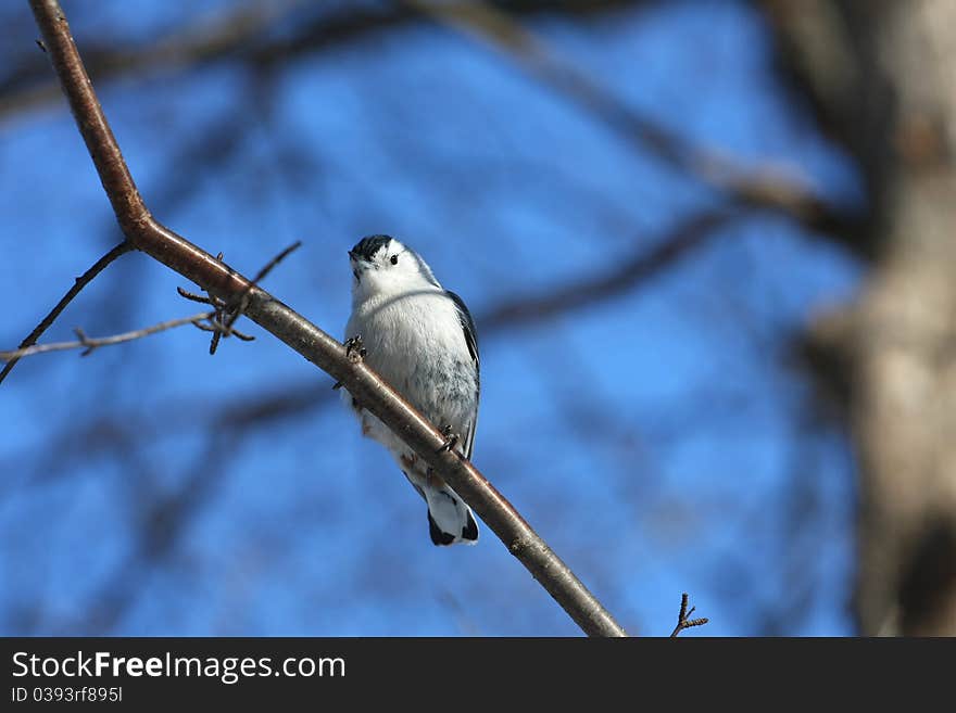 White-breasted Nuthatch