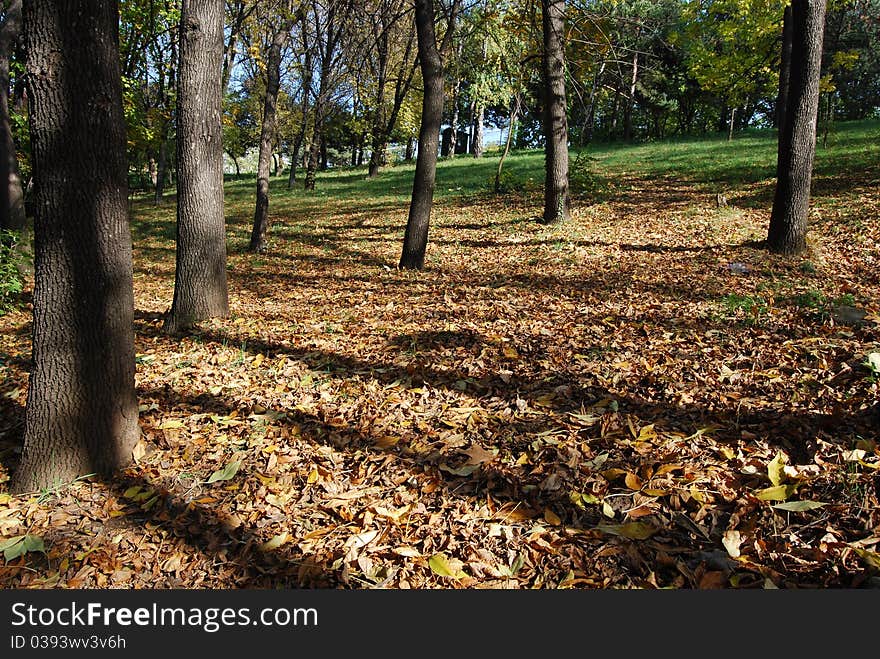 Autumn at the morning park. Autumn at the morning park