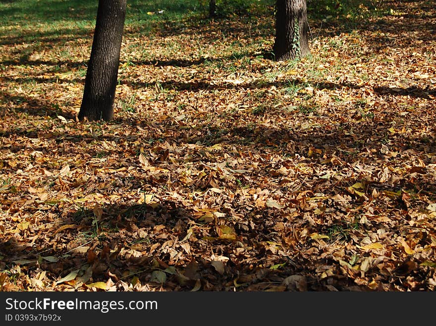 Fall colors at the park